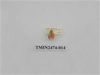 藏品(聯美苔蛾)的圖片